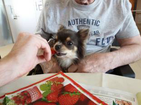画像:Priberさんのイチゴを食べる愛犬ルビー
